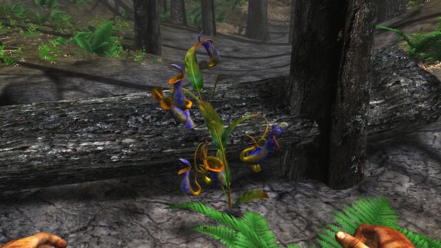 File:Carnivorous pitcher plant.jpg