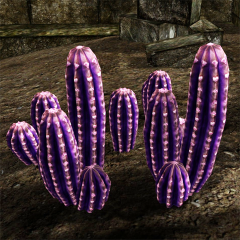 File:Violet cactus in the wild.png