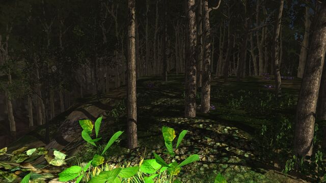 File:Giant bloom site.jpg