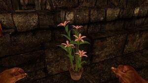 Pink spotted lily