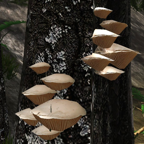 File:Wood gill fungus.png