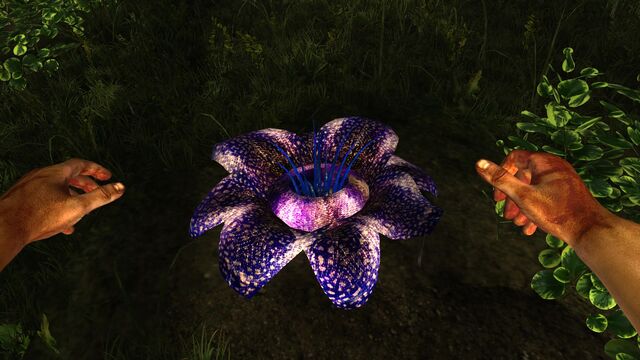 File:Giant bloom.jpg