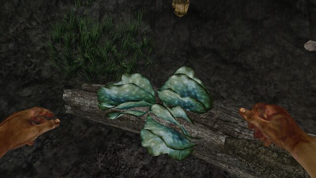 File:Pearl-blue shelf fungus.jpg