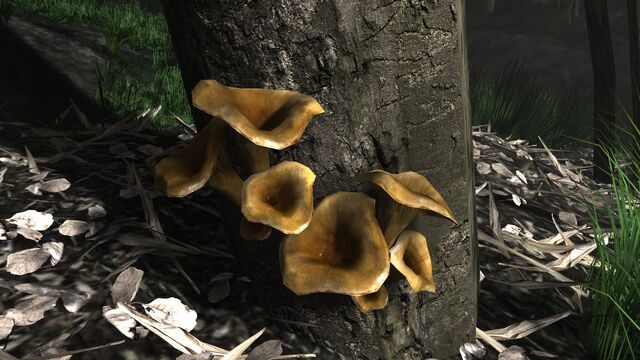 File:Trumpet mushroom.jpg