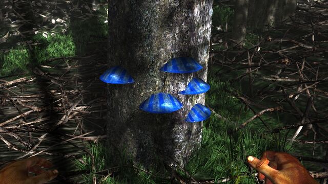 File:Ble scaley tree fungus.jpg