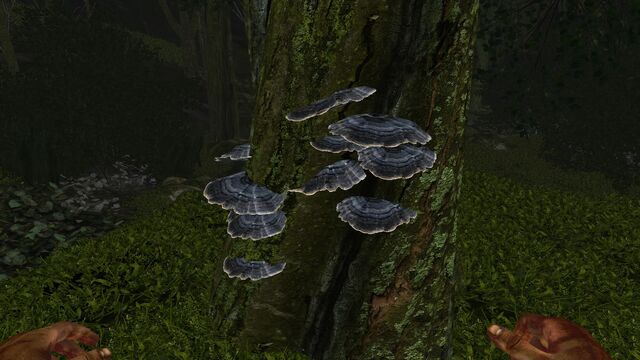 File:Grey shelf fungus.jpg