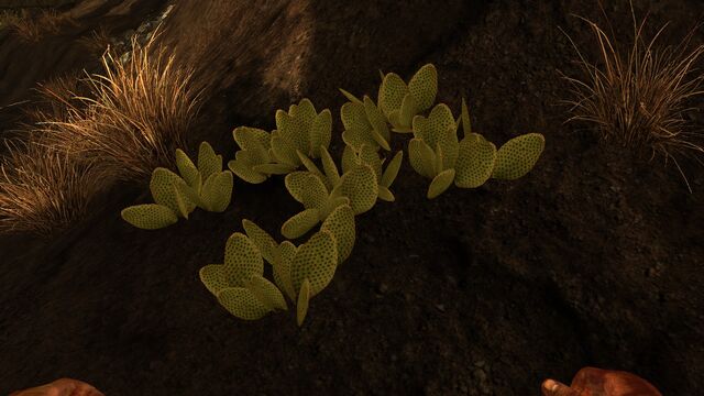 File:Prickly pear.jpg