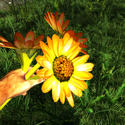 File:Sunflower variant in the hand.png