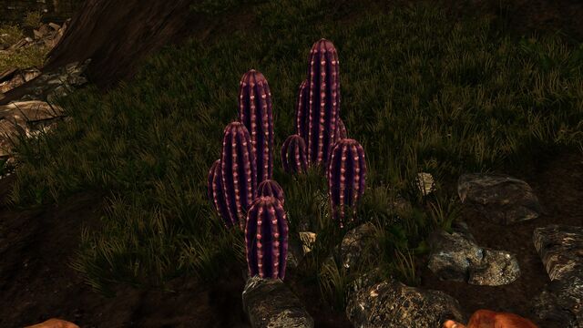 File:Violet cactus.jpg