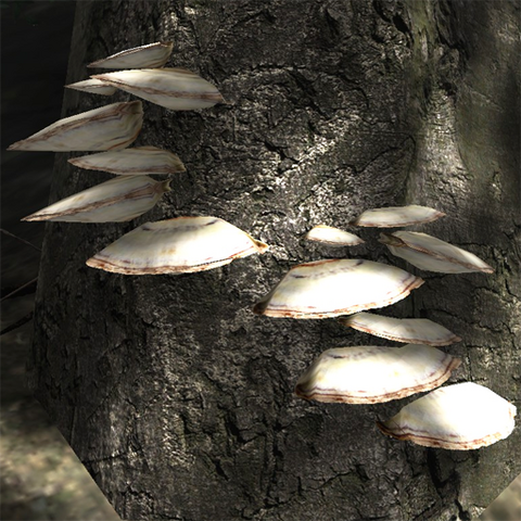 File:Brown shelf fungus.png