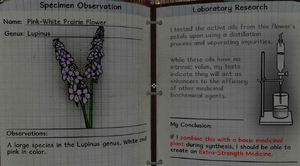 Pink-white prairie flower notes