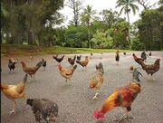 Chickens