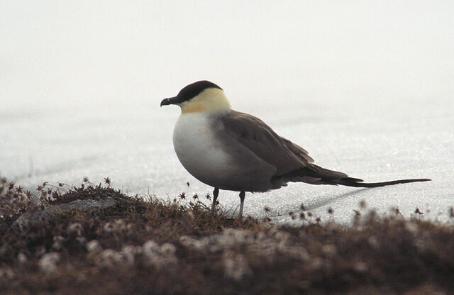 File:Long-tailed Skua.jpg