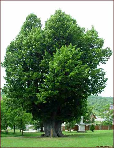 File:Lipatree.jpg