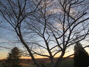 IMG 0279