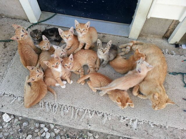 File:Monomew Infestation.jpg