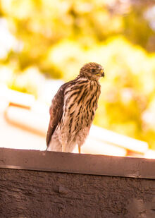 Royal Hawk 2