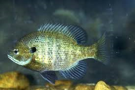 File:Bluegill.png