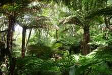 Raoul Forest