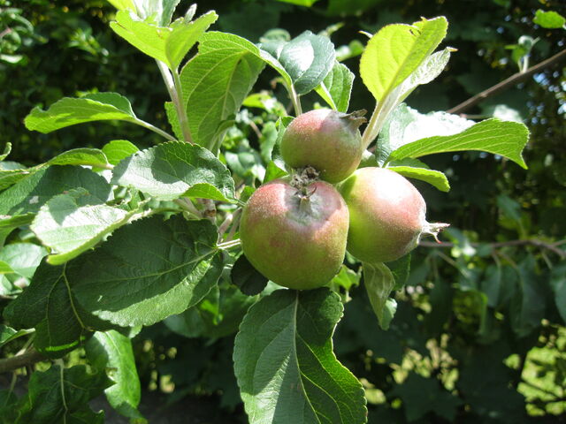 File:Apples Manova.jpg
