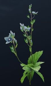 Athelas