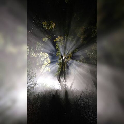 File:BTS Night Forest 2.jpg