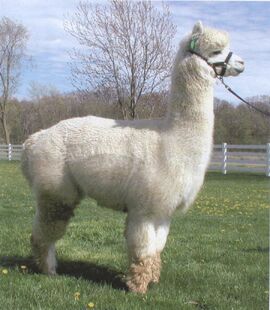 Alpaca.jpg