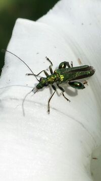 Stunning beetle
