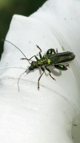 File:Stunning beetle.jpg