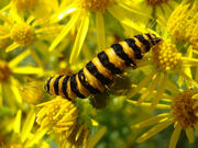 Cinnabar ragwort