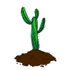 Cactus