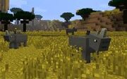 Rhinos