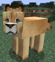 Female Lion