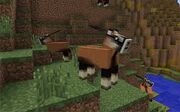Antelope