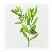Jojoba