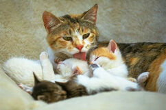 FAMILIA GATUNA