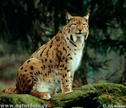 Lince-boreal.jpg