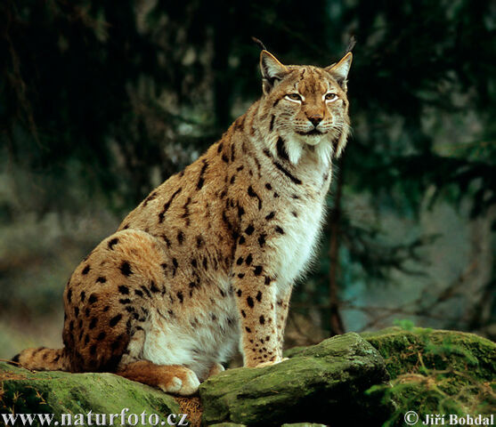 Archivo:Lince-boreal.jpg