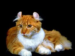 Curl americano