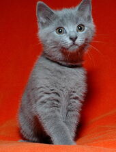 Chartreux bebe