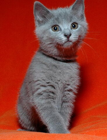 Archivo:Chartreux bebe.jpg