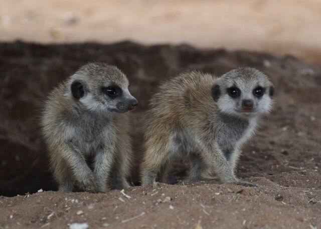 File:Гг meerkats stock by kridah stock-d6gs2lw.jpg