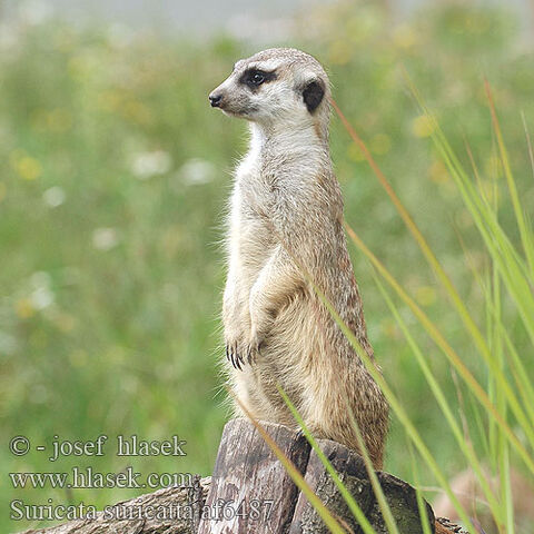 File:Ггsuricata suricatta af6487.jpg