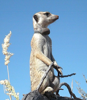 Ramondo Sanchez