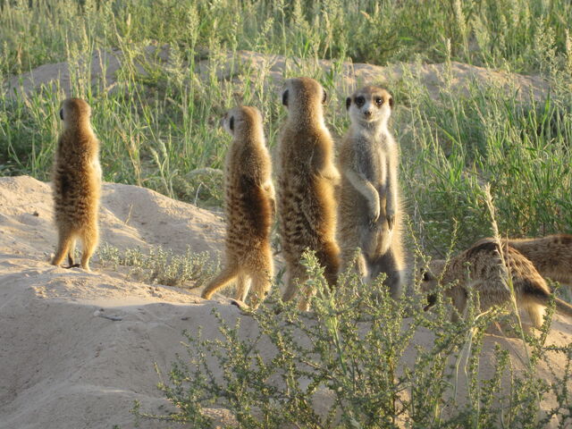 File:Tigers Mob.jpg