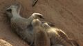 Thumbnail for version as of 03:33, January 31, 2012
