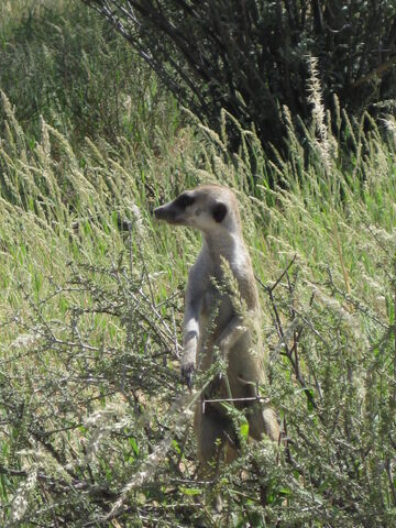 File:Spike.jpg