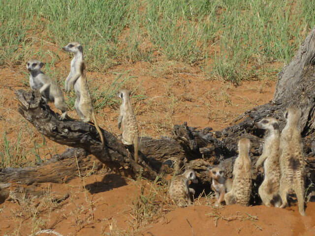 File:Cheetah Mob.jpg
