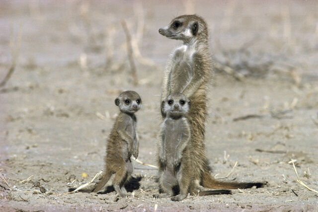 File:Жжmeerkat-suricata-suricata-baby-sitter-and-pups-kalahari-gems-2.jpg
