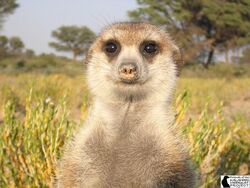 Stato Whiskers